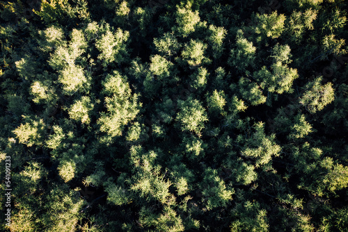 Wald Baumkronen aus der Vogelperspektive von oben