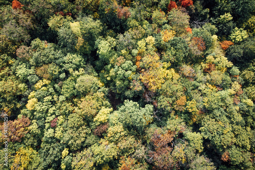 Laubbäume im Herbst von oben. Blick auf die Baumkronen © ohenze