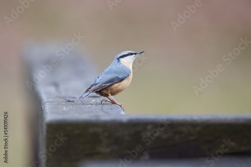 Eurasian nuthatch