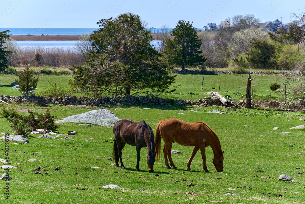 Two horses graze in a rocky field near the ocean on an early spring day