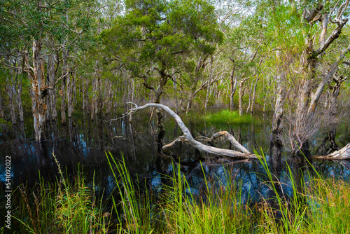 Dry tree in pools of floodwater, Yuraygir National Park, Australian bush