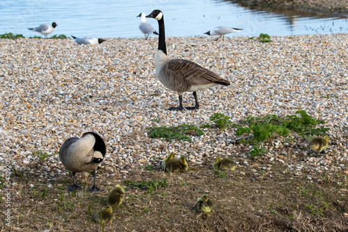 Canada goose on the beach. photo