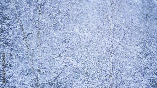 Thick Snow Covered white Trees Winter