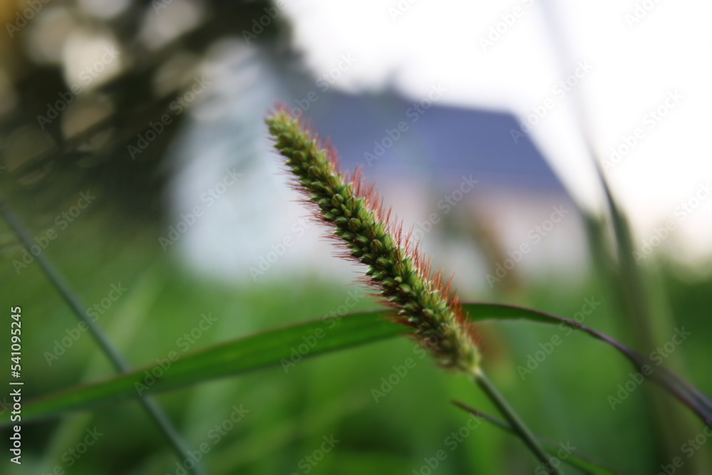 grass in a field