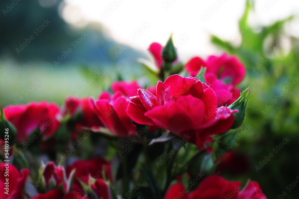 Roses in a garden