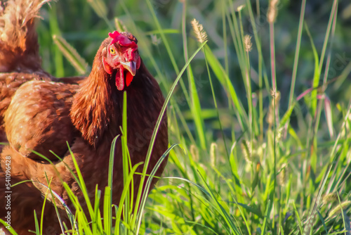 Chicken - Rhode Island reds in the grass photo