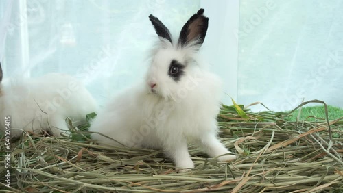 Two fluffy baby rabbit bunny sitting together on dry grass. Healthy lovely furry rabbit white brown black eating dry grass and playful on grass with curtain. Family easter bunny concept.