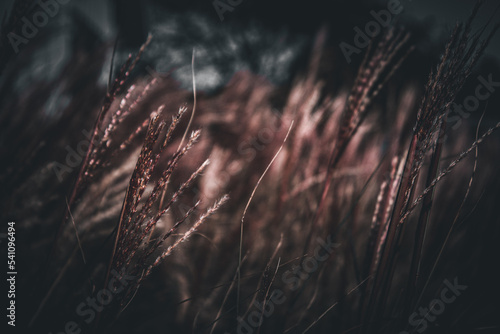 grass in the wind photo