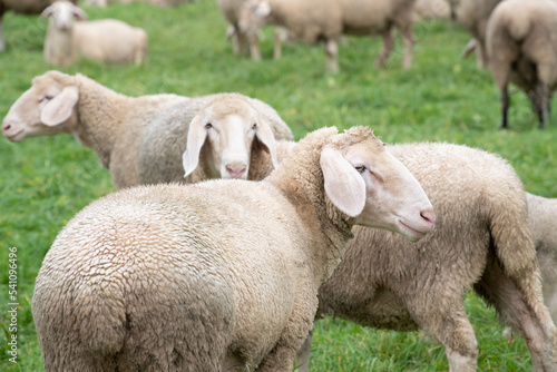 A flock of white sheep stand together in a pasture