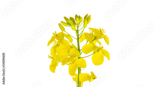 Fotografiet Colza white background. Yellow rape flowers for healthy food oil