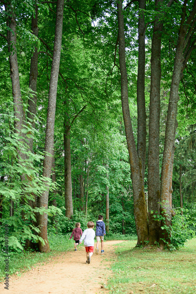 Fototapeta premium A place in the forest