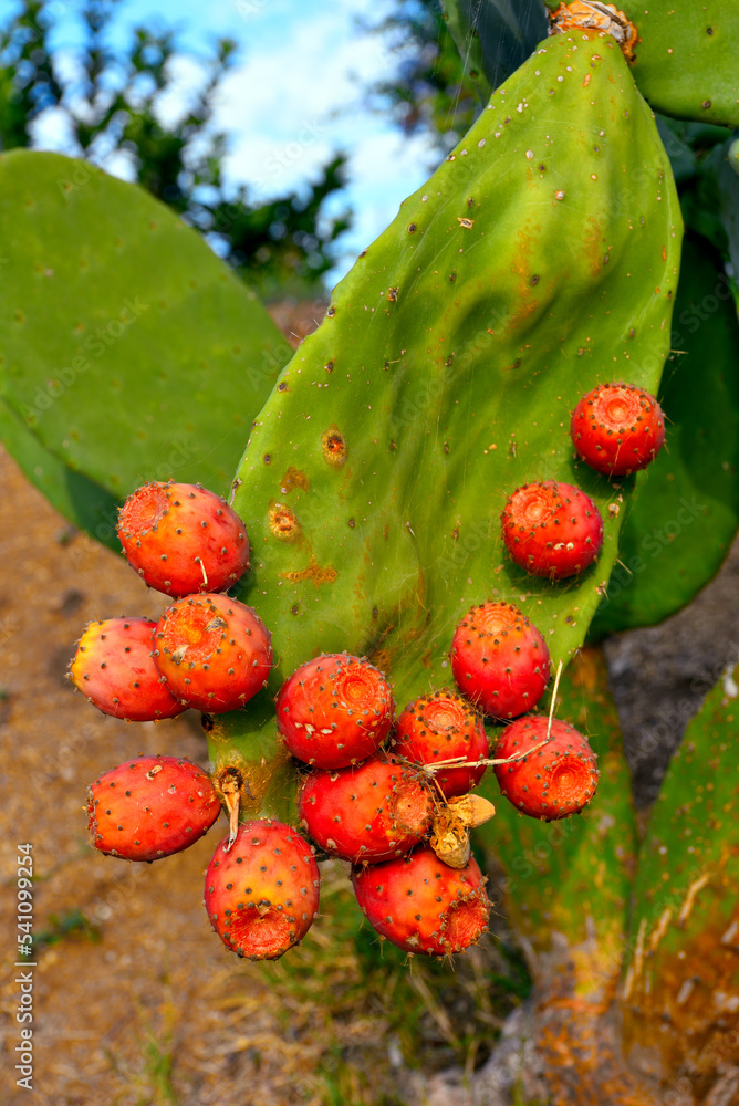 succulents in ricadi Calabria Italy succulents in ricadi Calabria Italy
