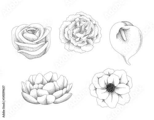 Fototapeta Naklejka Na Ścianę i Meble -  Vector Flower Illustrations - Dot Pointillism Rose Carnation Lily Peony Anemone Black Outlined for Weddings Save the Date Invitations Isolated Graphics Scalable Strokes