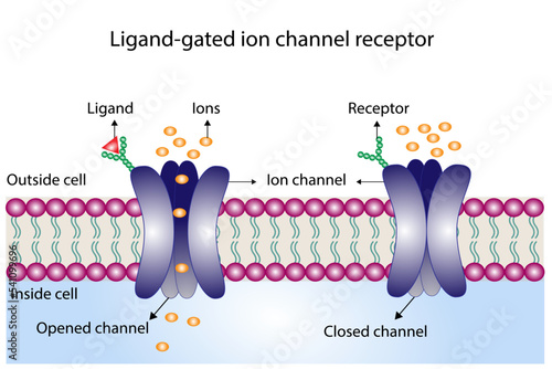 Ligand gated ion channel receptors. Mechanism for the transport of ions. Cell membrane receptors for ligands bind. Top view of ion channel opened channel closed channel photo