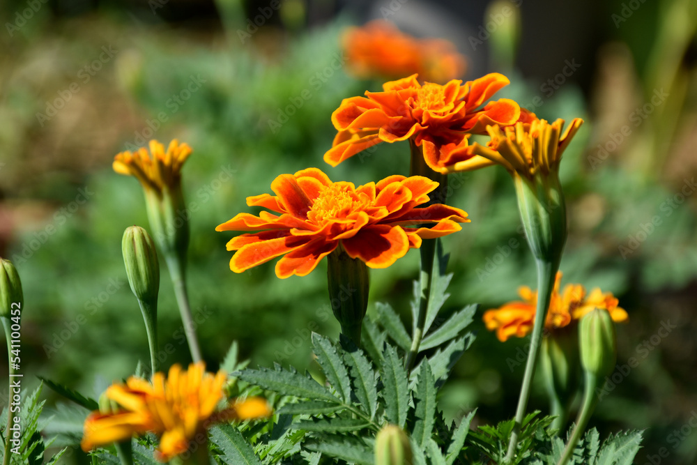 Closeup view marigold flower head blooming. Closeup view marigold flower head blooming.