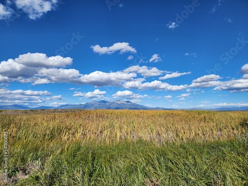 wheat field and blue sky