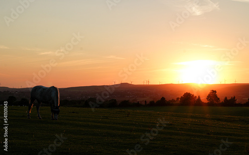 Grazing in the sunset haze. 