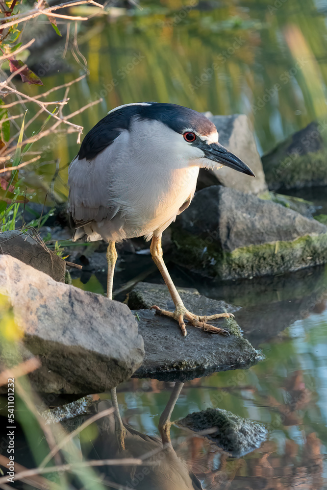 Naklejka premium Black-crowned Night-Heron, Nycticorax nycticorax. Photographed in the San Francisco Bay Area, California. May 2022