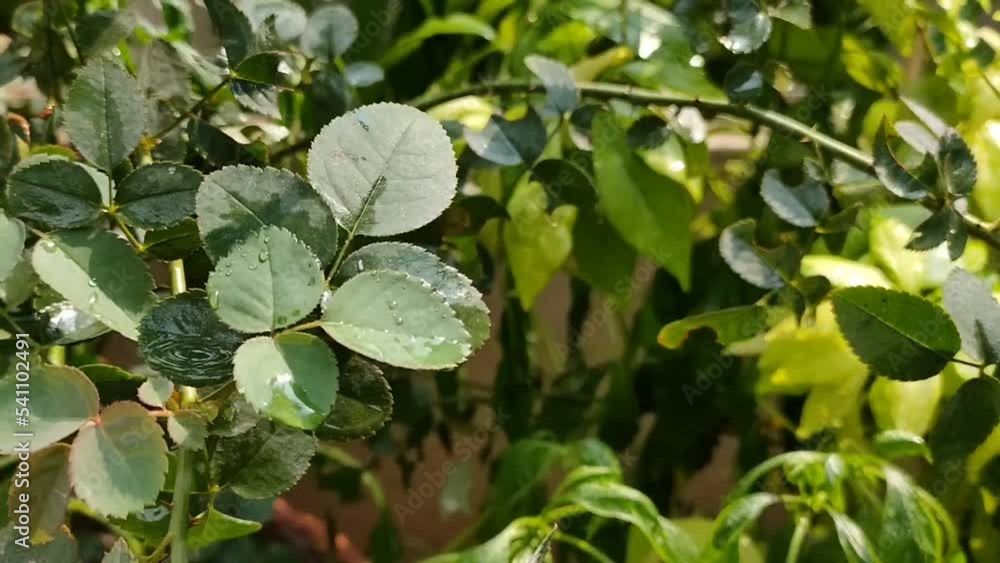 close up of green leaves and garden plant close up of green leaves and garden plant
