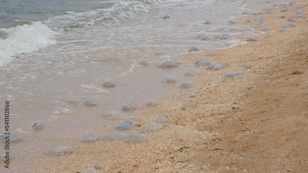 A large number of white jellyfish lie on the shores of the sandy sea, which are washed by the waves. Ecological disaster Sea of Azov, Ukraine A large number of white jellyfish lie on the shores of the sandy sea, which are washed by the waves. Ecological disaster Sea of Azov, Ukraine
