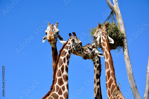 Jirafas comiendo