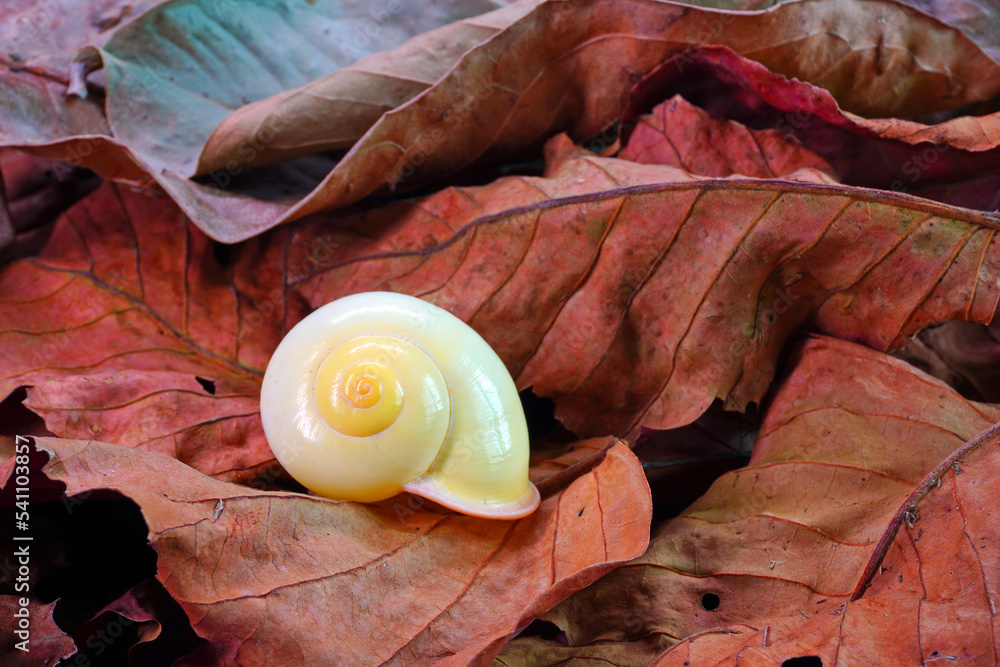 Yellow land snails (Calocochlia festiva) beautiful snails from Luzon