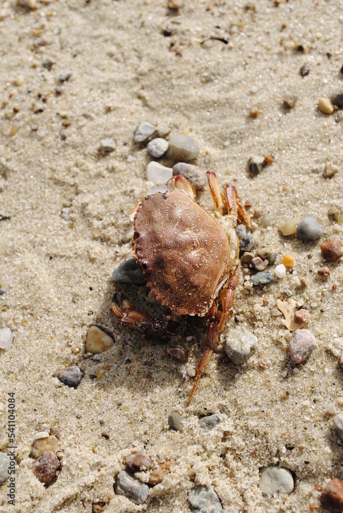 Crab carcass laying on the sand as if alive. Dead sea crab close up. Red carapace.