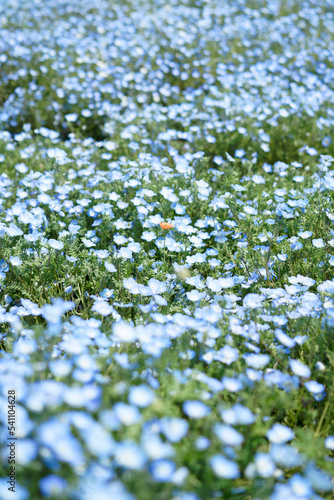 Nemophila Field of Maishima Seaside Park in Osaka  Japan
