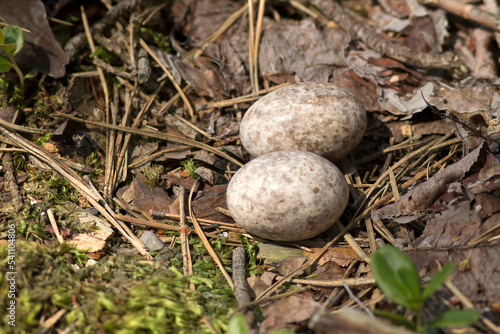 Gniazdo i jajka lelka (Caprimulgus europaeus)