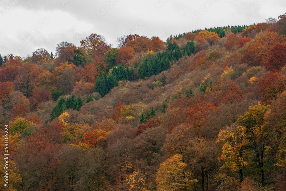 Fototapeta premium Couleurs d'automne en forêt mixte, Ardennes belges