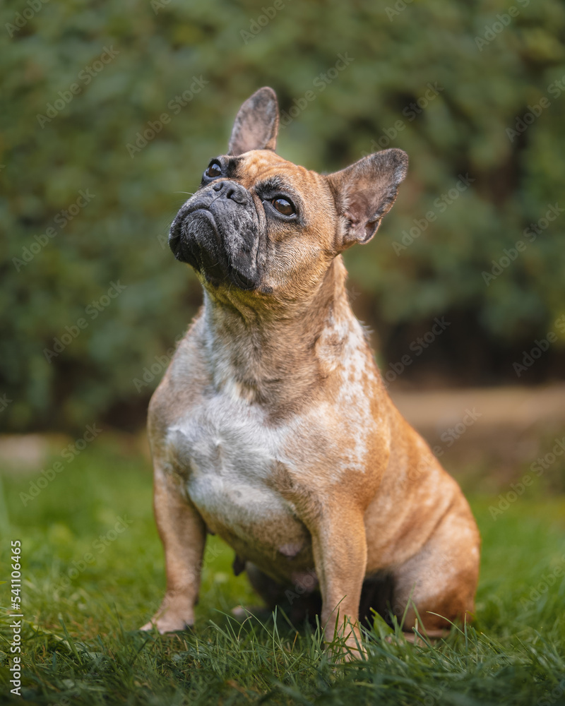 curious french bull dog