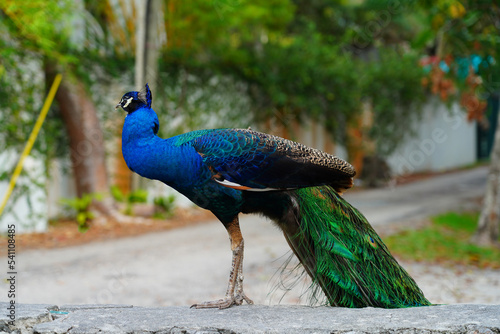 Colorful green and blue male peacock bird on the street in Coconut Grove  Florida