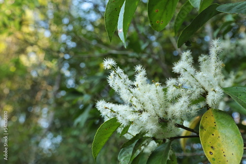 White wild bouquet. Blooming white succulent bouquet (Symplocos racemosa Roxb.) Blurred green leaf background with copy space. selective focus photo