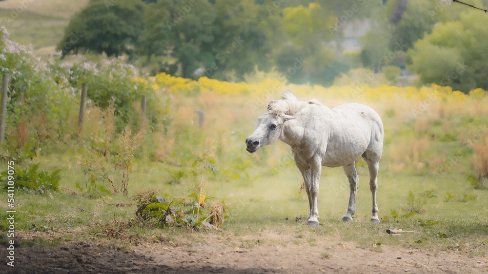 white horse in the meadow white horse in the meadow