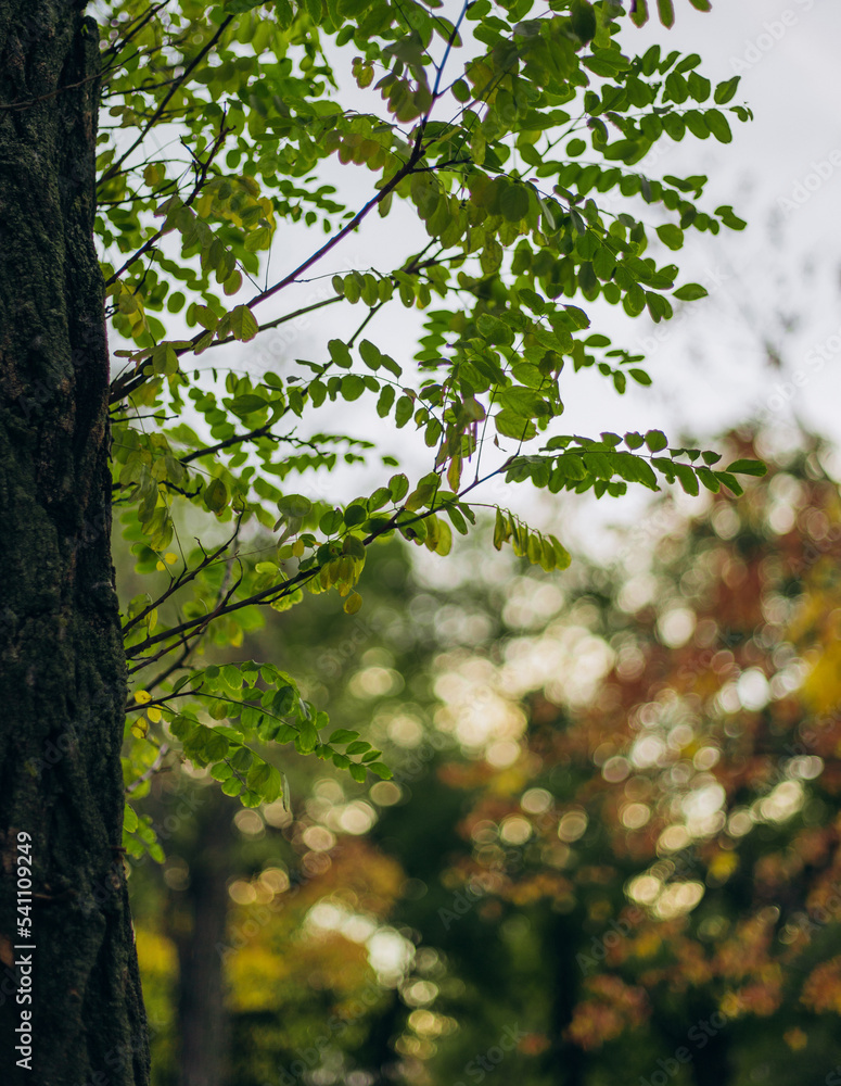 Obraz premium leaves in the forest
