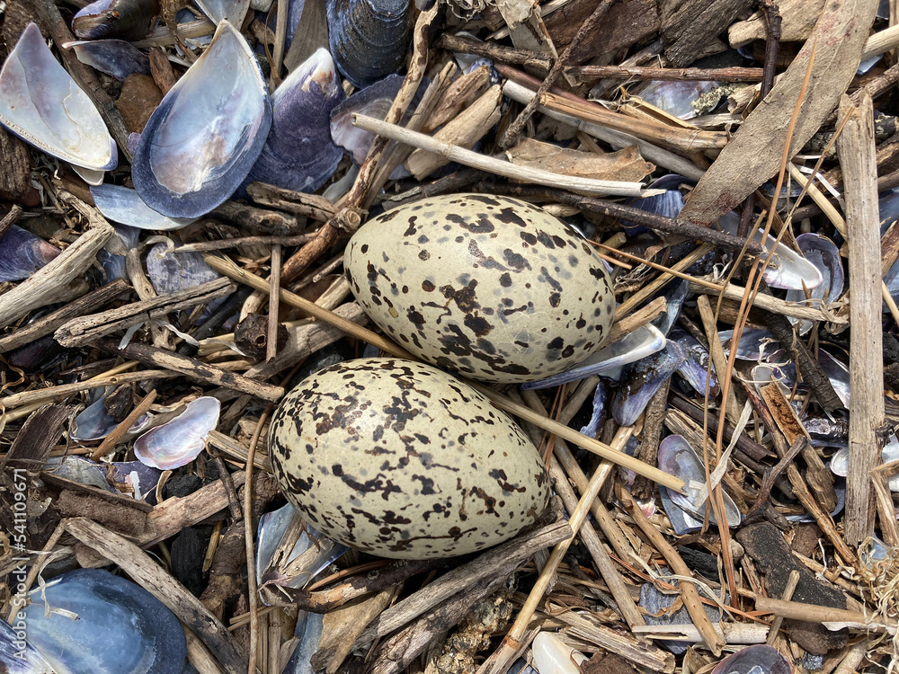 Eggs of Pied Oystercatcher (Haematopus longirostris) Eggs of Pied Oystercatcher (Haematopus longirostris)