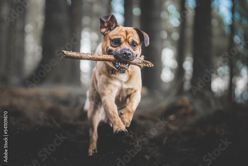 dog running with a stick