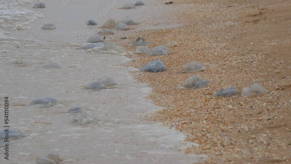 A large number of white jellyfish lie on the shores of the sandy sea, which are washed by the waves. Ecological disaster Sea of Azov, Ukraine A large number of white jellyfish lie on the shores of the sandy sea, which are washed by the waves. Ecological disaster Sea of Azov, Ukraine