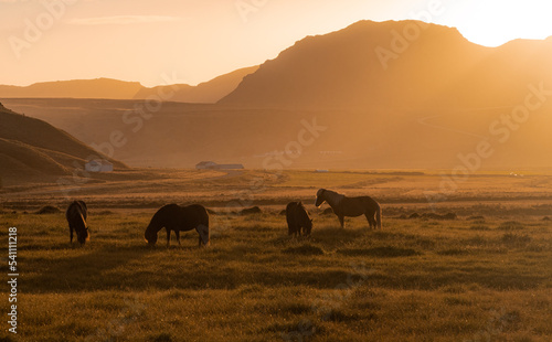 horses grazing in the field in the morning sunlight © Yan