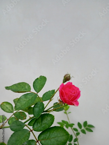 red rose on a green background