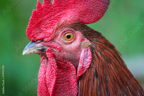 close up portrait of a rooster