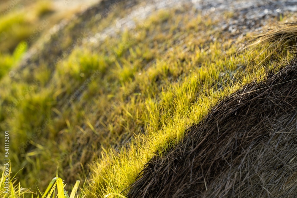 Naklejka premium bales of hay. bales of silage. haystack on a ranch in spring