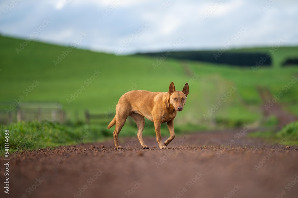 kelpie dog working dog on a sheep farm. model dog. beautiful kelpie dog working dog on a sheep farm. model dog. beautiful