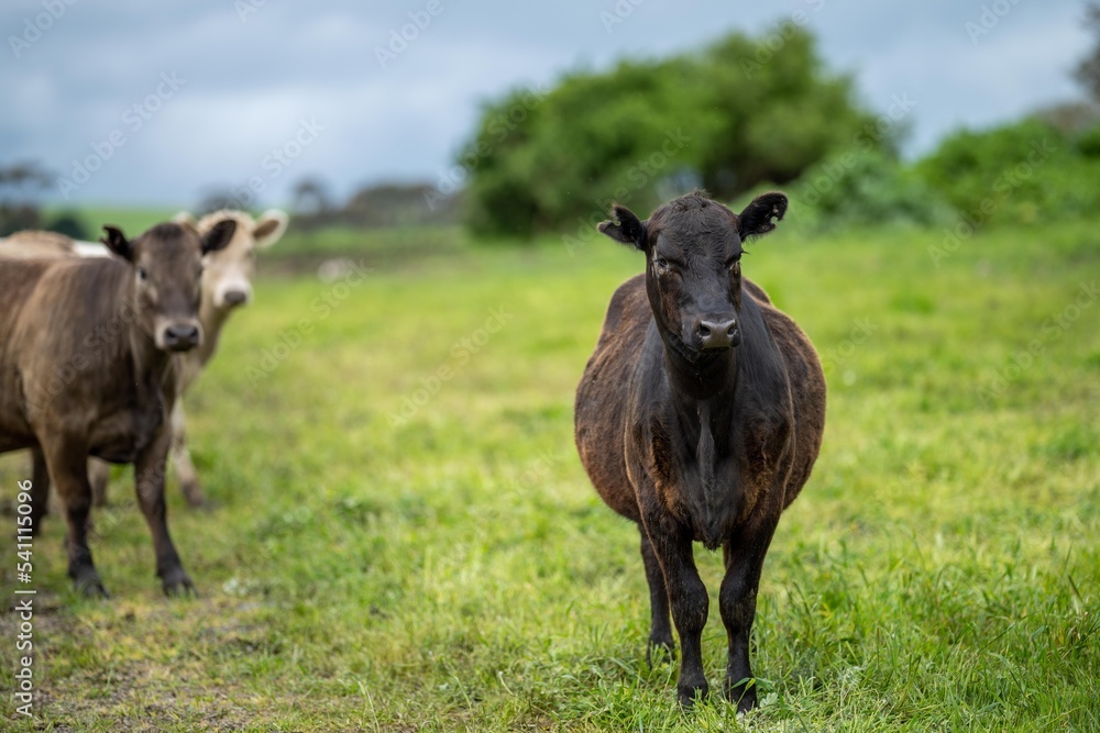 agriculture technology sustainable organic food production on a cattle beef farm in america agriculture technology sustainable organic food production on a cattle beef farm in america