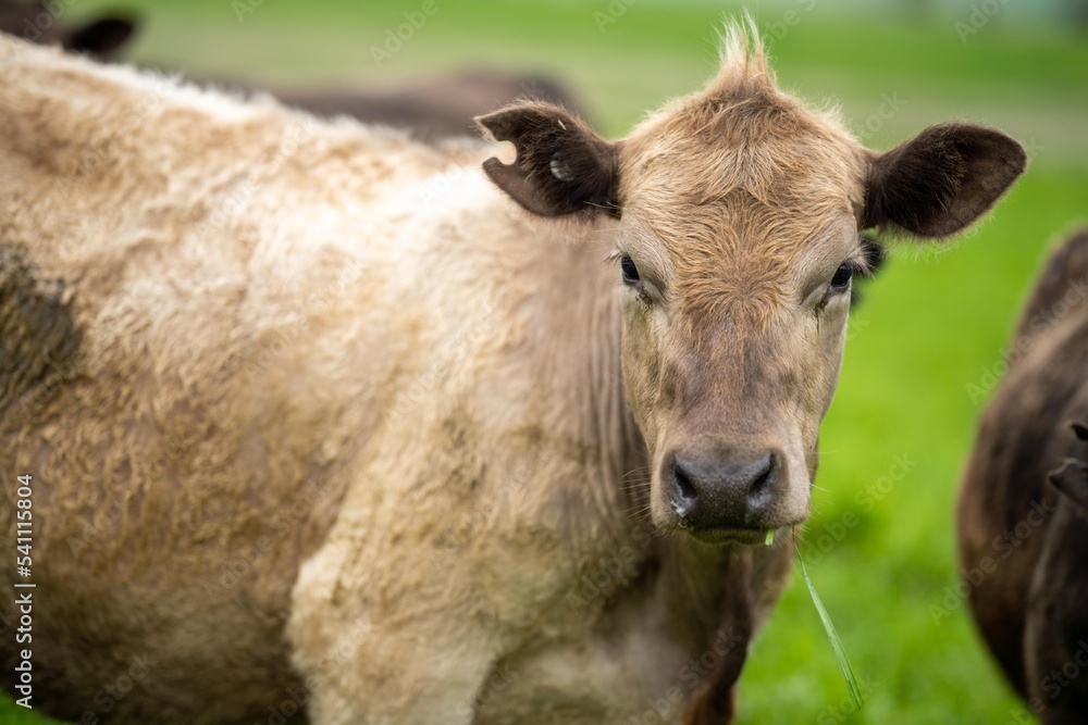 Herefords and Angus cattle grazing on pasture. Cows in a field on top of a hill eating grass, farmed organic and regenerative produced Herefords and Angus cattle grazing on pasture. Cows in a field on top of a hill eating grass, farmed organic and regenerative produced