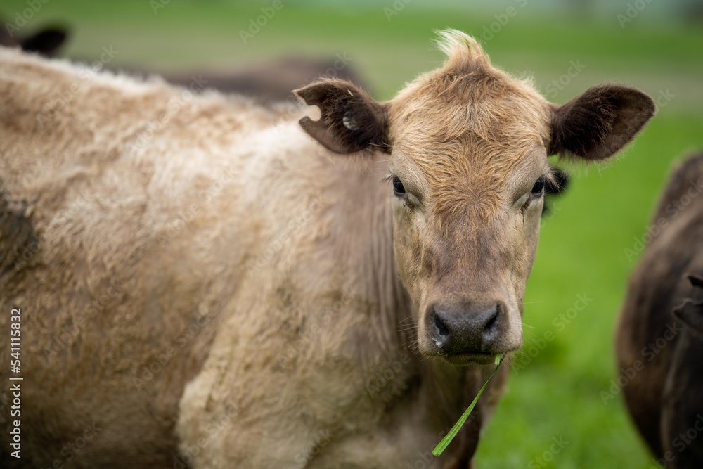beef steaks and beef production on a farm. cows on a ranch beef steaks and beef production on a farm. cows on a ranch