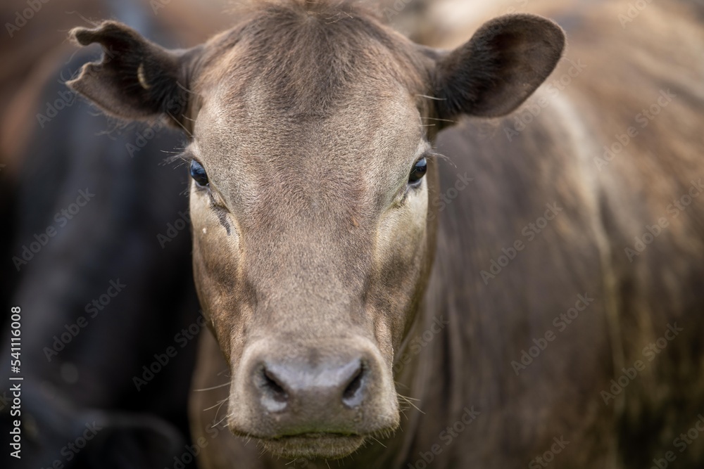 Close up of  dairy cows in the field, Angus and Murray Grey beef Cattle eating long pasture in spring and summer.