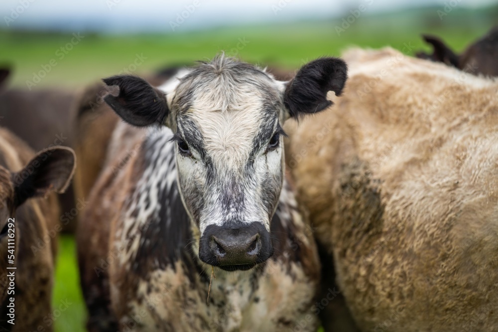 regenerative agriculture on a farm in australia, growing soil microbes