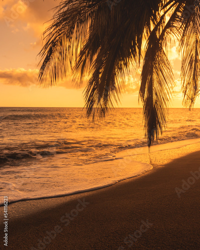 Golden hour beach coast with a palm tree silhouette from puerto rico east side