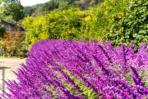 見ごろのアメジストセージ